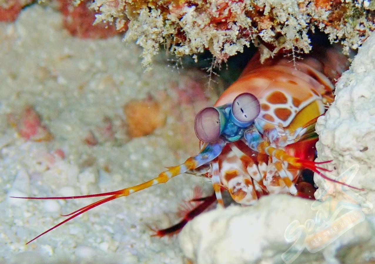 Sea Star Diving Hotel Addu Atoll Kültér fotó